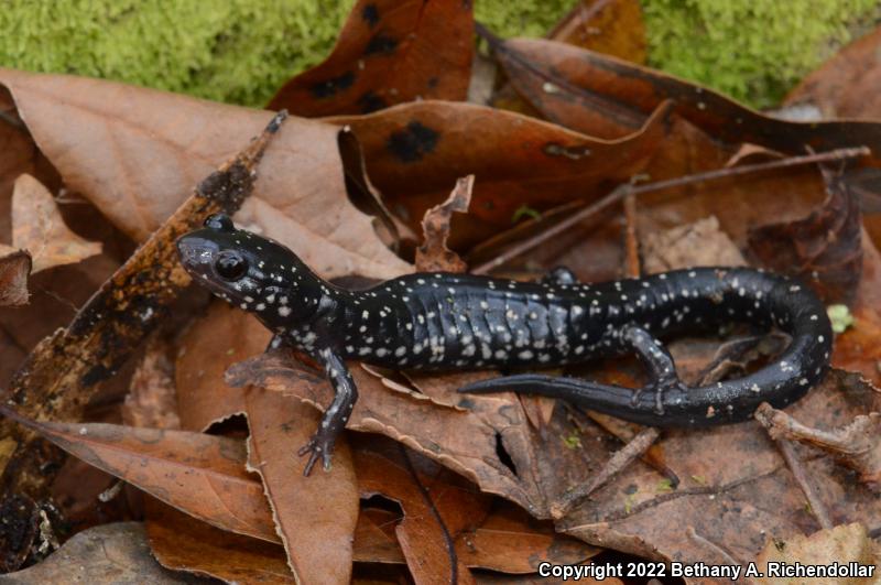 Savannah Slimy Salamander (Plethodon savannah)