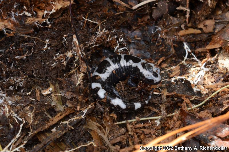 Marbled Salamander (Ambystoma opacum)