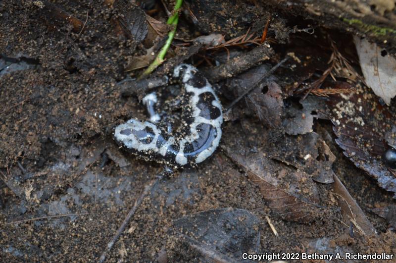 Marbled Salamander (Ambystoma opacum)