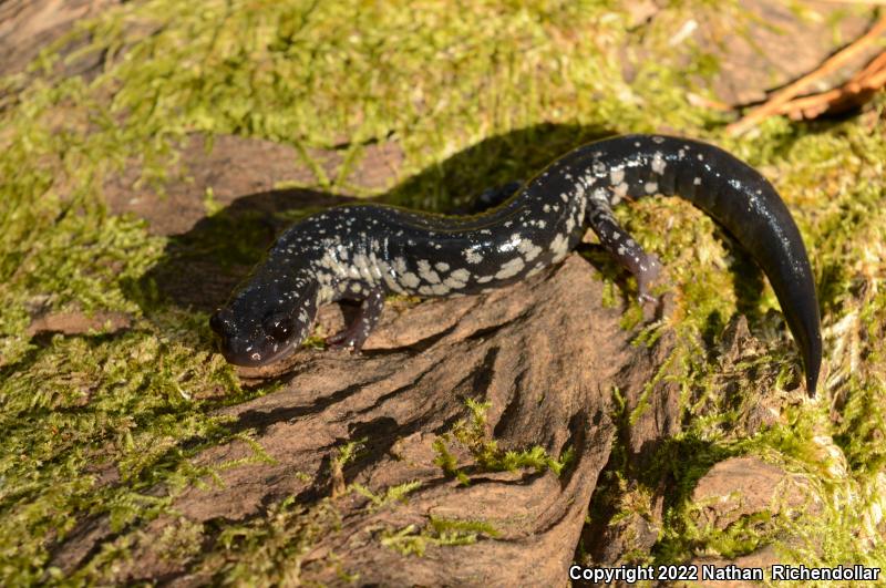 South Carolina Slimy Salamander (Plethodon variolatus)