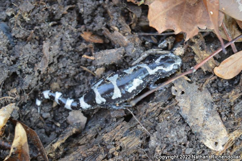 Marbled Salamander (Ambystoma opacum)