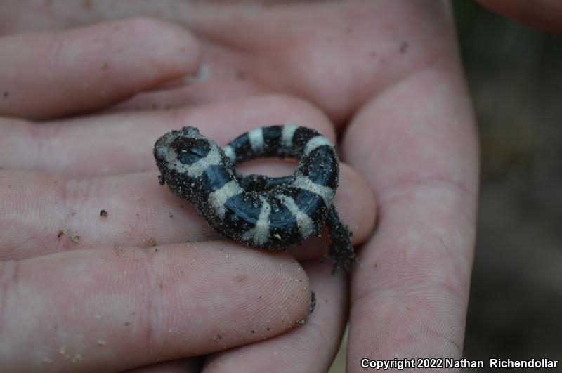 Marbled Salamander (Ambystoma opacum)