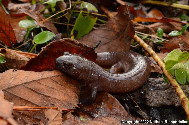 Southern Red Salamander (Pseudotriton ruber vioscai)