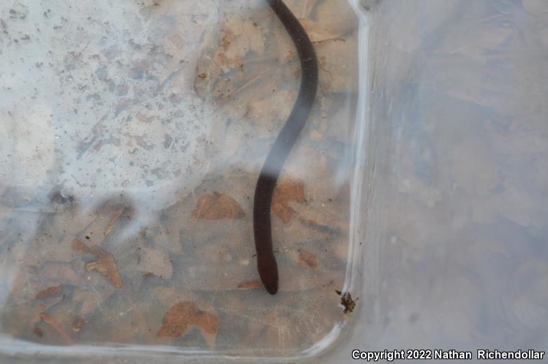 One-toed Amphiuma (Amphiuma pholeter)