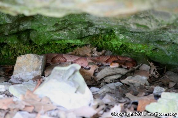 Northern  Copperhead (Agkistrodon contortrix mokasen)