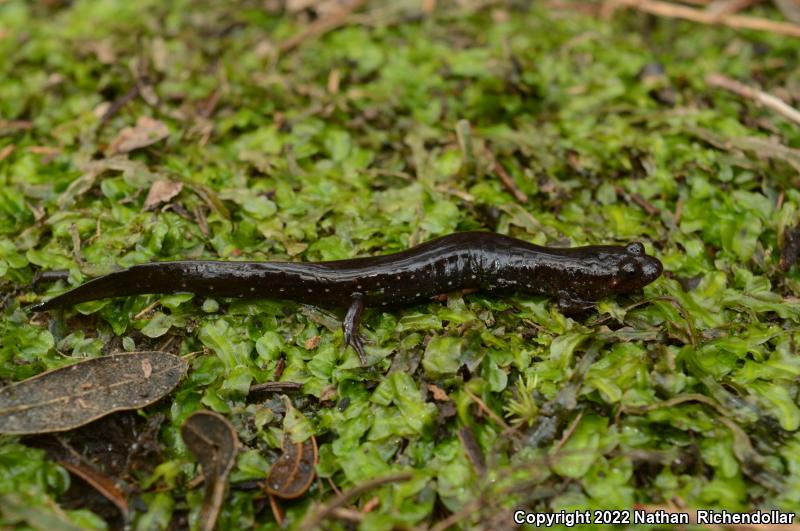 Southern Dusky Salamander (Desmognathus auriculatus)