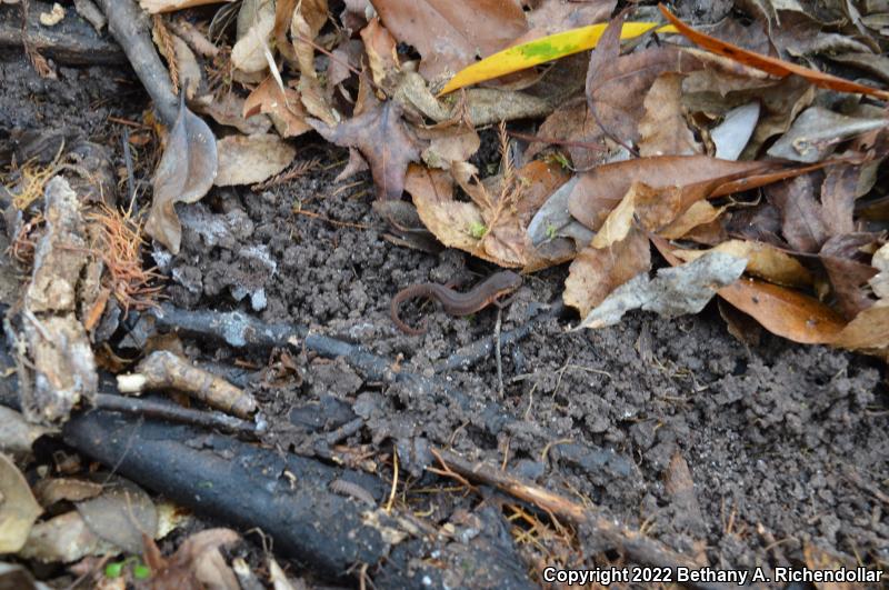 Central Newt (Notophthalmus viridescens louisianensis)