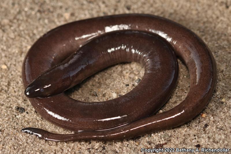 One-toed Amphiuma (Amphiuma pholeter)