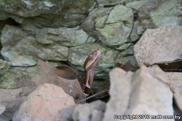 Northern  Copperhead (Agkistrodon contortrix mokasen)