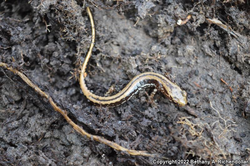 Three-lined Salamander (Eurycea guttolineata)