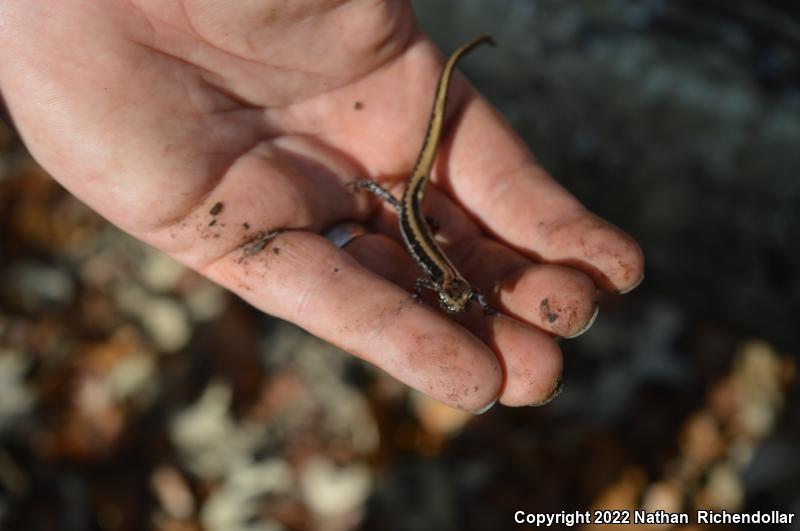 Three-lined Salamander (Eurycea guttolineata)