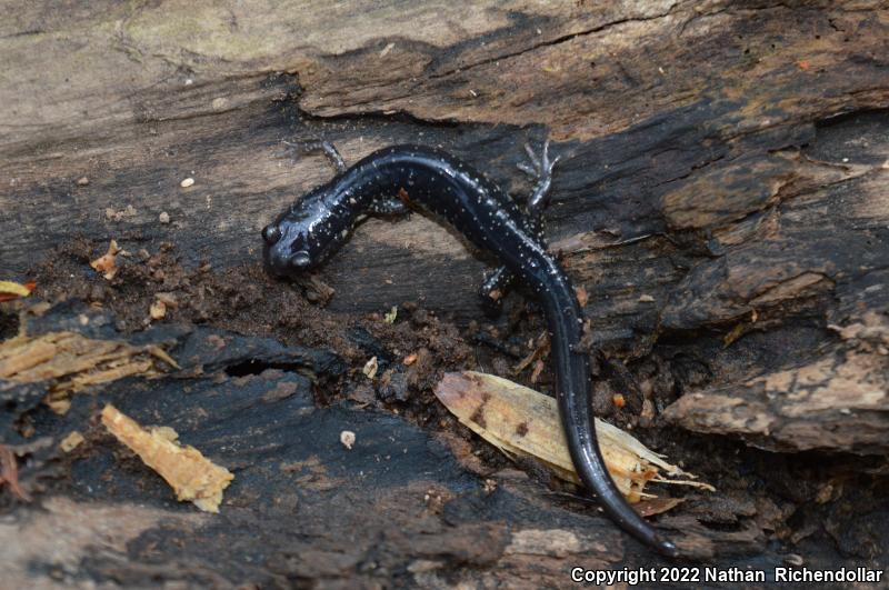 Atlantic Coast Slimy Salamander (Plethodon chlorobryonis)