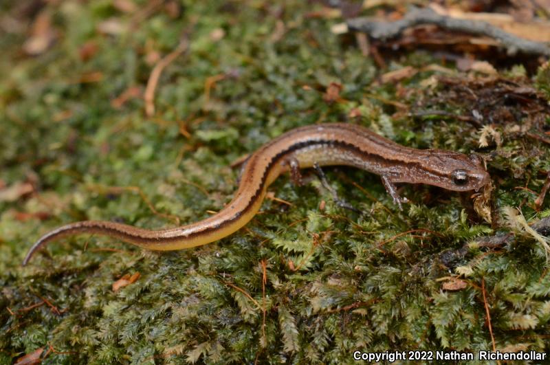 Chamberlain's Dwarf Salamander (Eurycea chamberlaini)