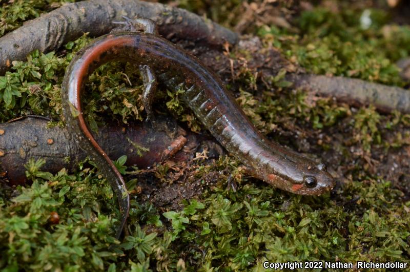 Southern Dusky Salamander (Desmognathus auriculatus)