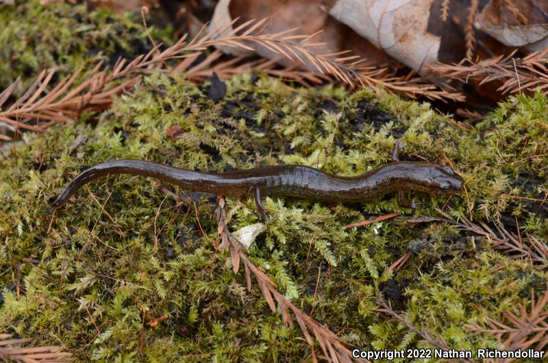 Many-lined Salamander (Stereochilus marginatus)