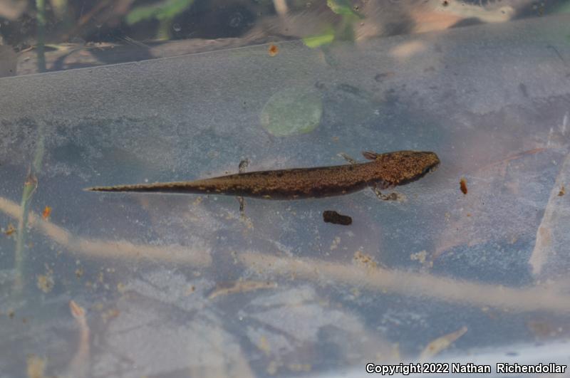 Neuse River Waterdog (Necturus lewisi)