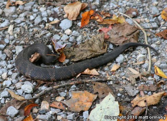 Western Cottonmouth (Agkistrodon piscivorus leucostoma)