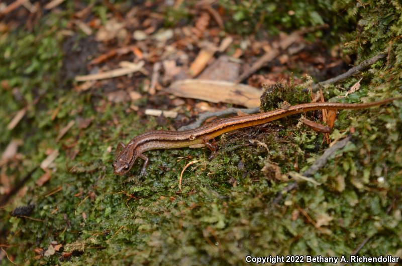 Chamberlain's Dwarf Salamander (Eurycea chamberlaini)