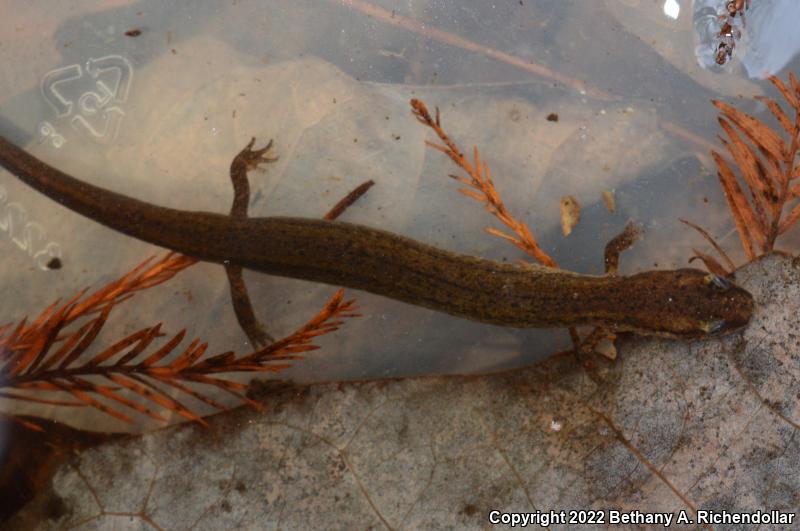 Many-lined Salamander (Stereochilus marginatus)