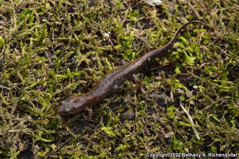 Southern Dusky Salamander (Desmognathus auriculatus)