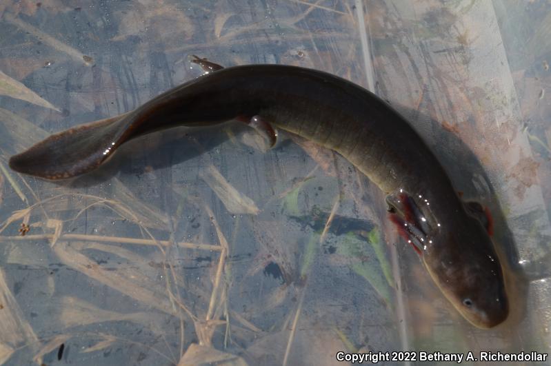 Dwarf Waterdog (Necturus punctatus)