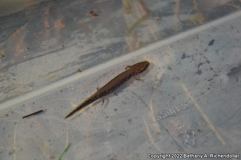 Neuse River Waterdog (Necturus lewisi)