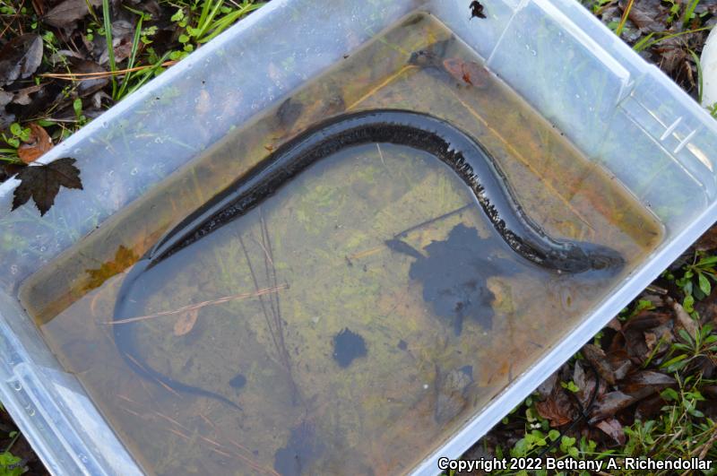 Two-toed Amphiuma (Amphiuma means)