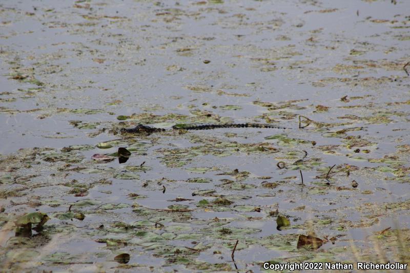 American Alligator (Alligator mississippiensis)