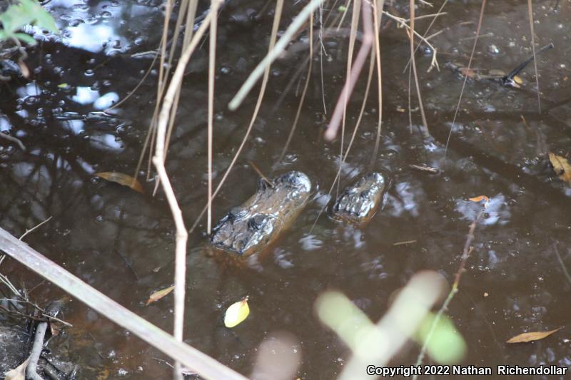 American Alligator (Alligator mississippiensis)