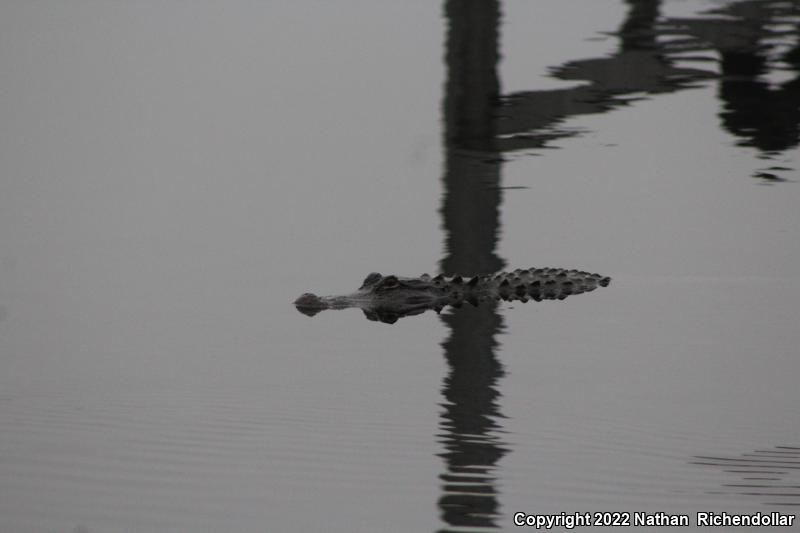 American Alligator (Alligator mississippiensis)