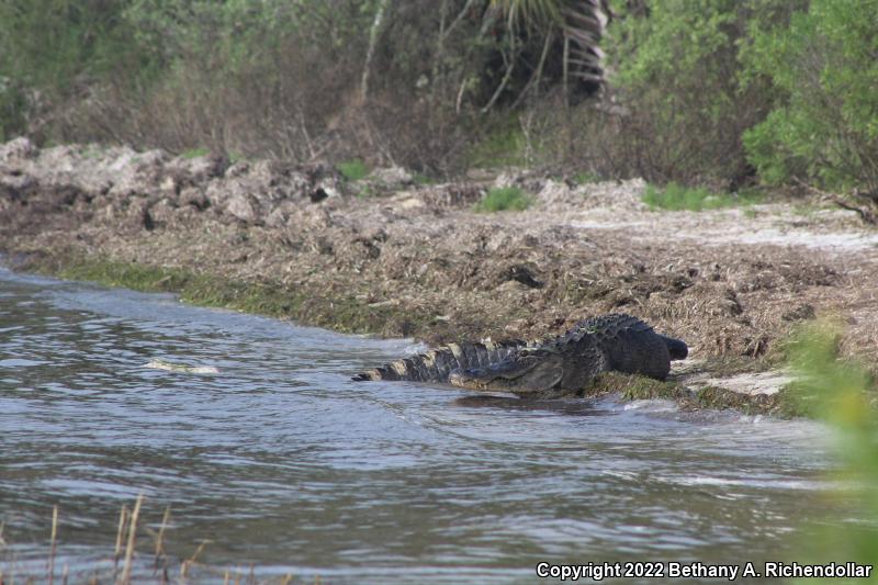 American Alligator (Alligator mississippiensis)