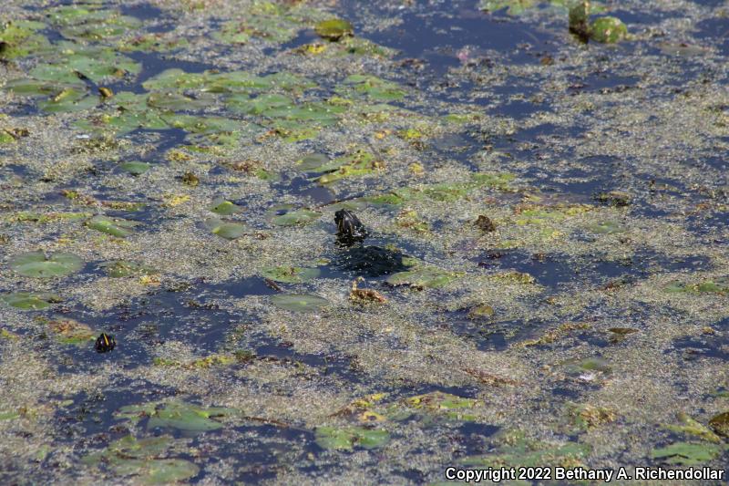 Coastal Plain Cooter (Pseudemys concinna floridana)