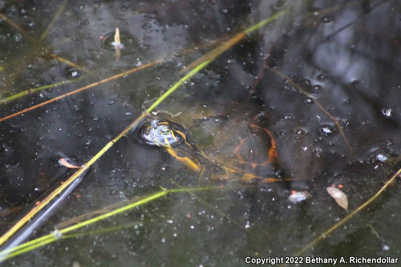 Florida Red-bellied Cooter (Pseudemys nelsoni)