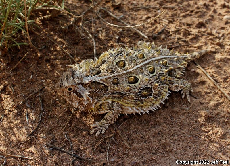 Texas Horned Lizard (Phrynosoma cornutum)