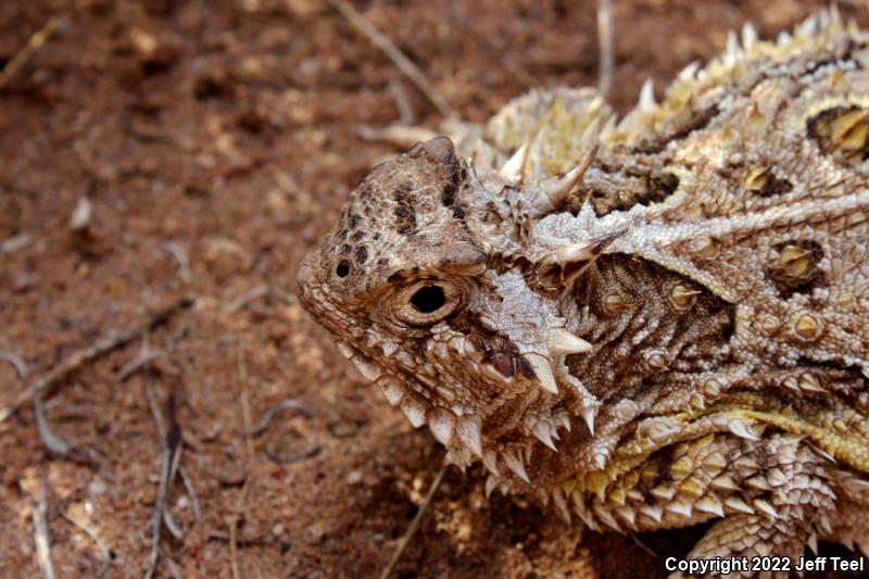 Texas Horned Lizard (Phrynosoma cornutum)