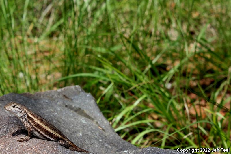 Striped Plateau Lizard (Sceloporus virgatus)