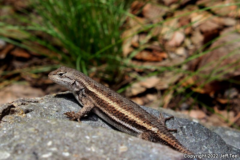 Striped Plateau Lizard (Sceloporus virgatus)