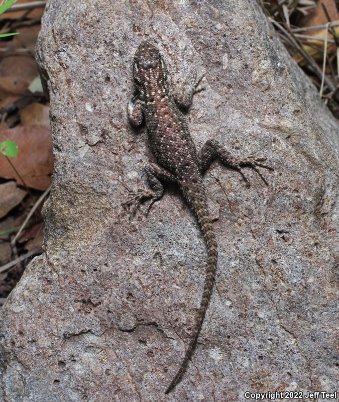 Yarrow's Lizard (Sceloporus jarrovii)