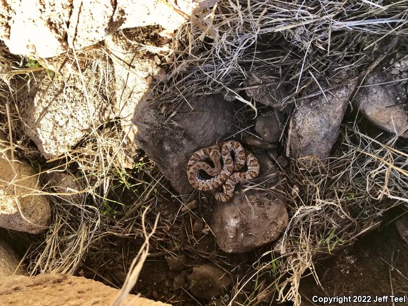 Baja California Lyresnake (Trimorphodon biscutatus lyrophanes)