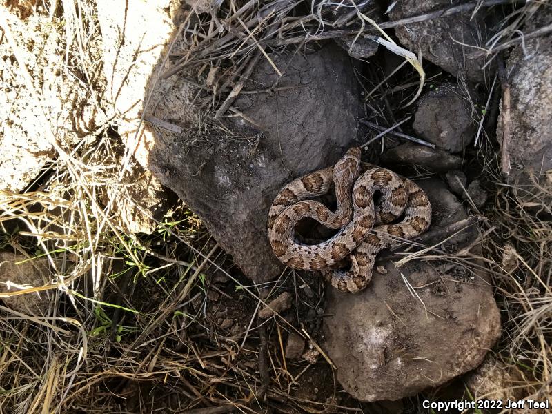 Baja California Lyresnake (Trimorphodon biscutatus lyrophanes)