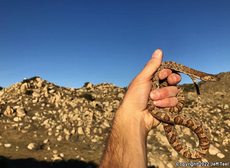 Baja California Lyresnake (Trimorphodon biscutatus lyrophanes)