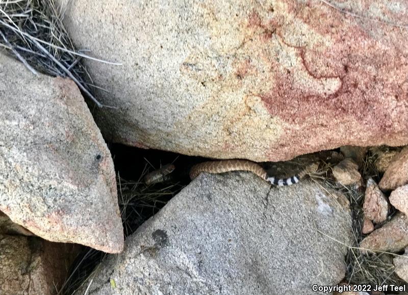 Red Diamond Rattlesnake (Crotalus ruber)