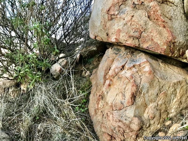 Red Diamond Rattlesnake (Crotalus ruber)