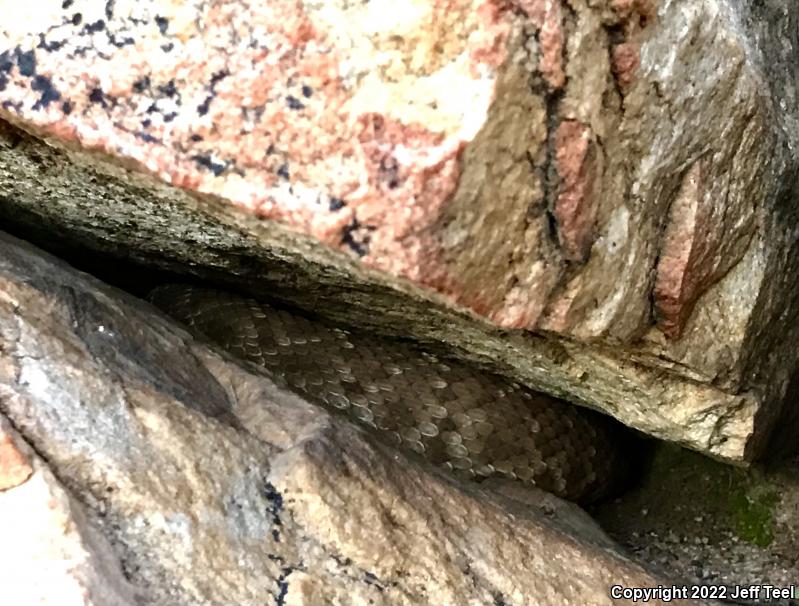 Red Diamond Rattlesnake (Crotalus ruber)