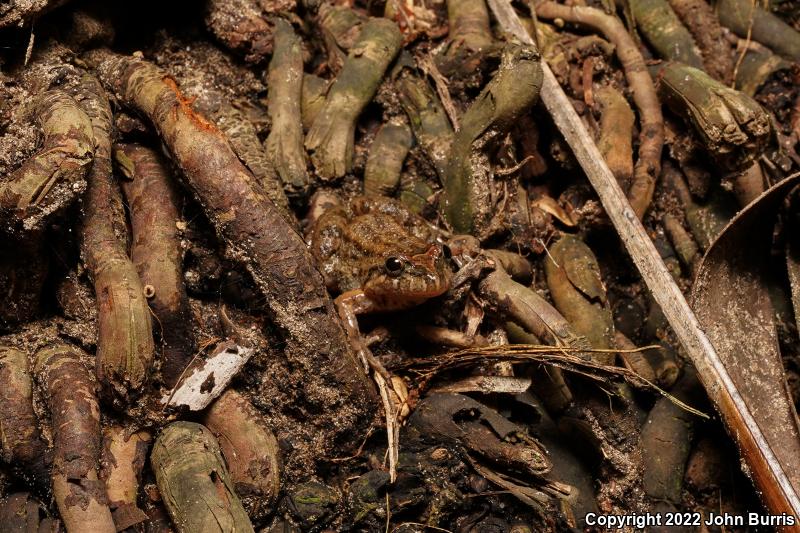 Sabinal Frog (Leptodactylus melanonotus)