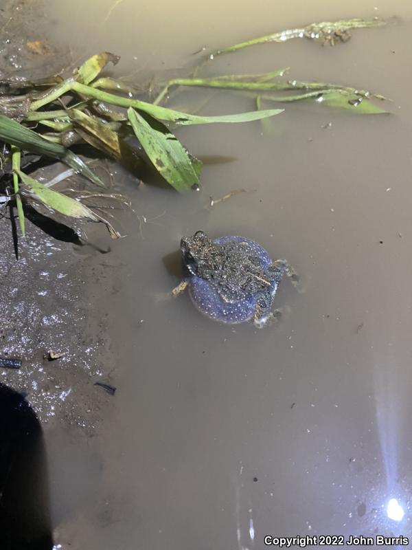 Túngara Frog (Engystomops pustulosus)