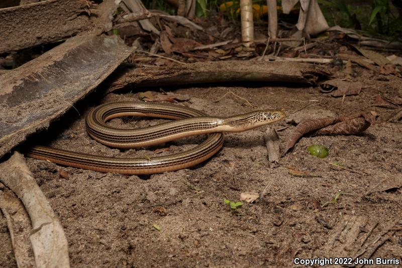 Ceron's Glass Lizard (Ophisaurus ceroni)