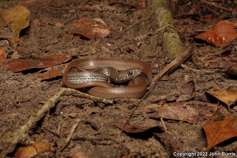 Neotropical Whipsnake (Coluber mentovarius mentovarius)