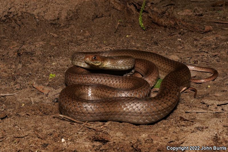 Neotropical Whipsnake (Coluber mentovarius mentovarius)