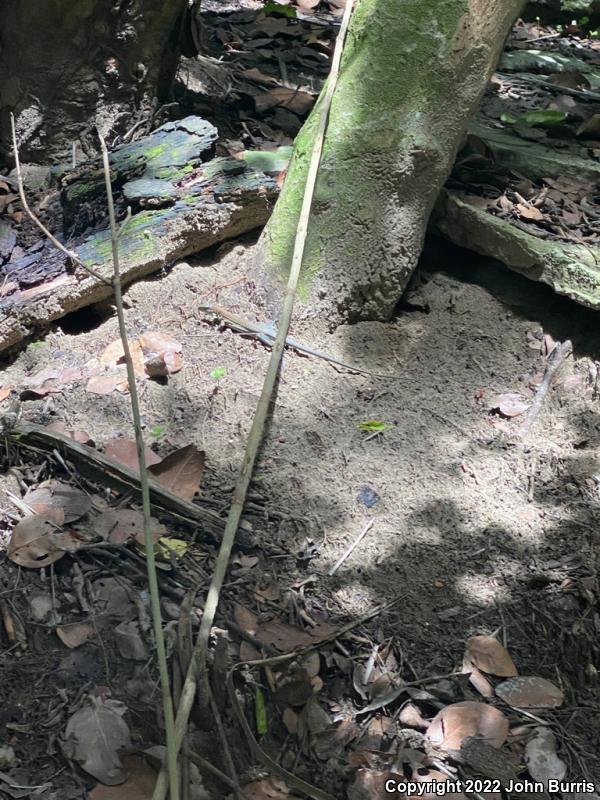 Mexican Racerunner (Aspidoscelis guttata guttata)